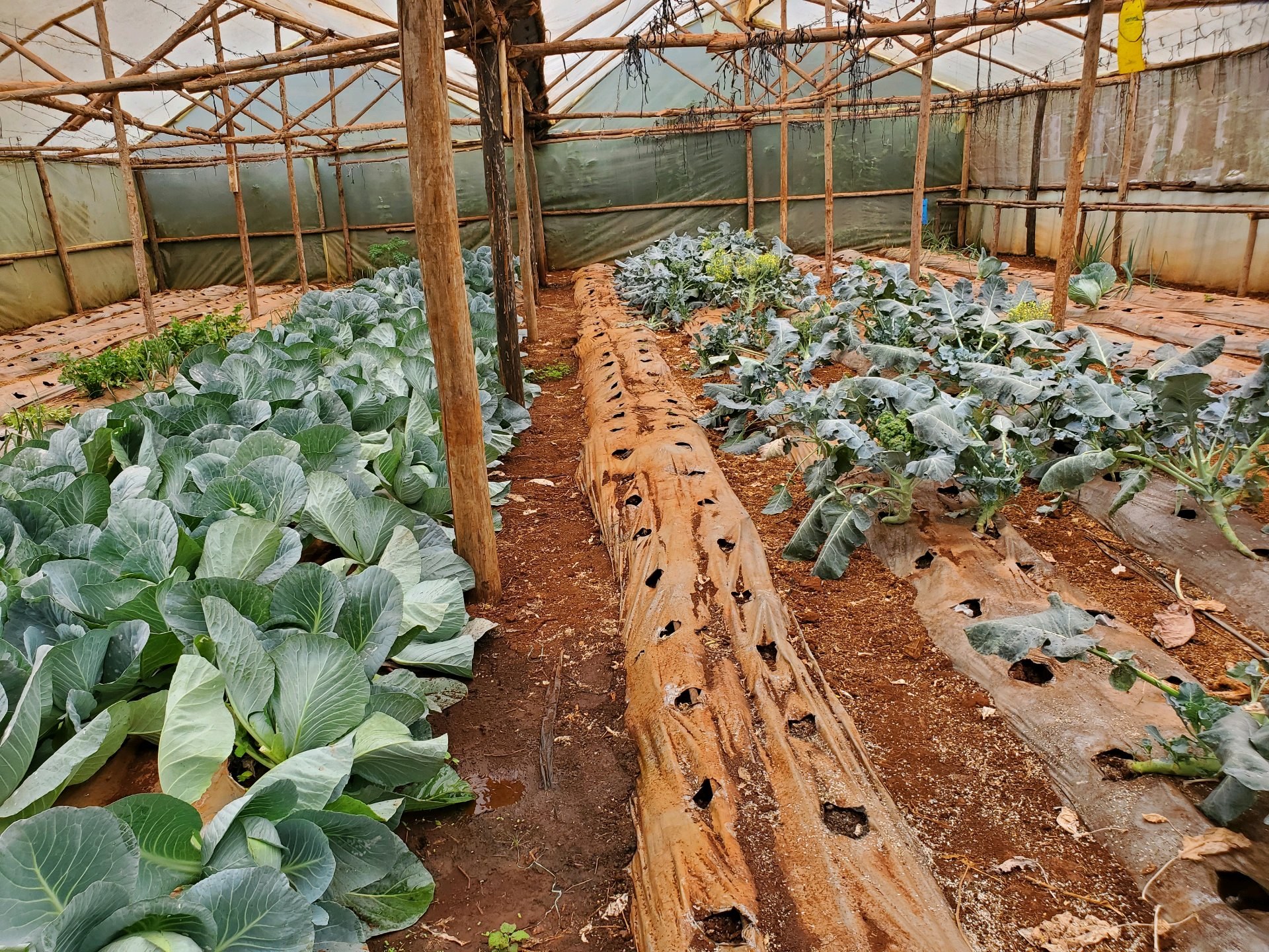 Rows of vegetables growing inside a Grow Minds Uganda greenhouse garden