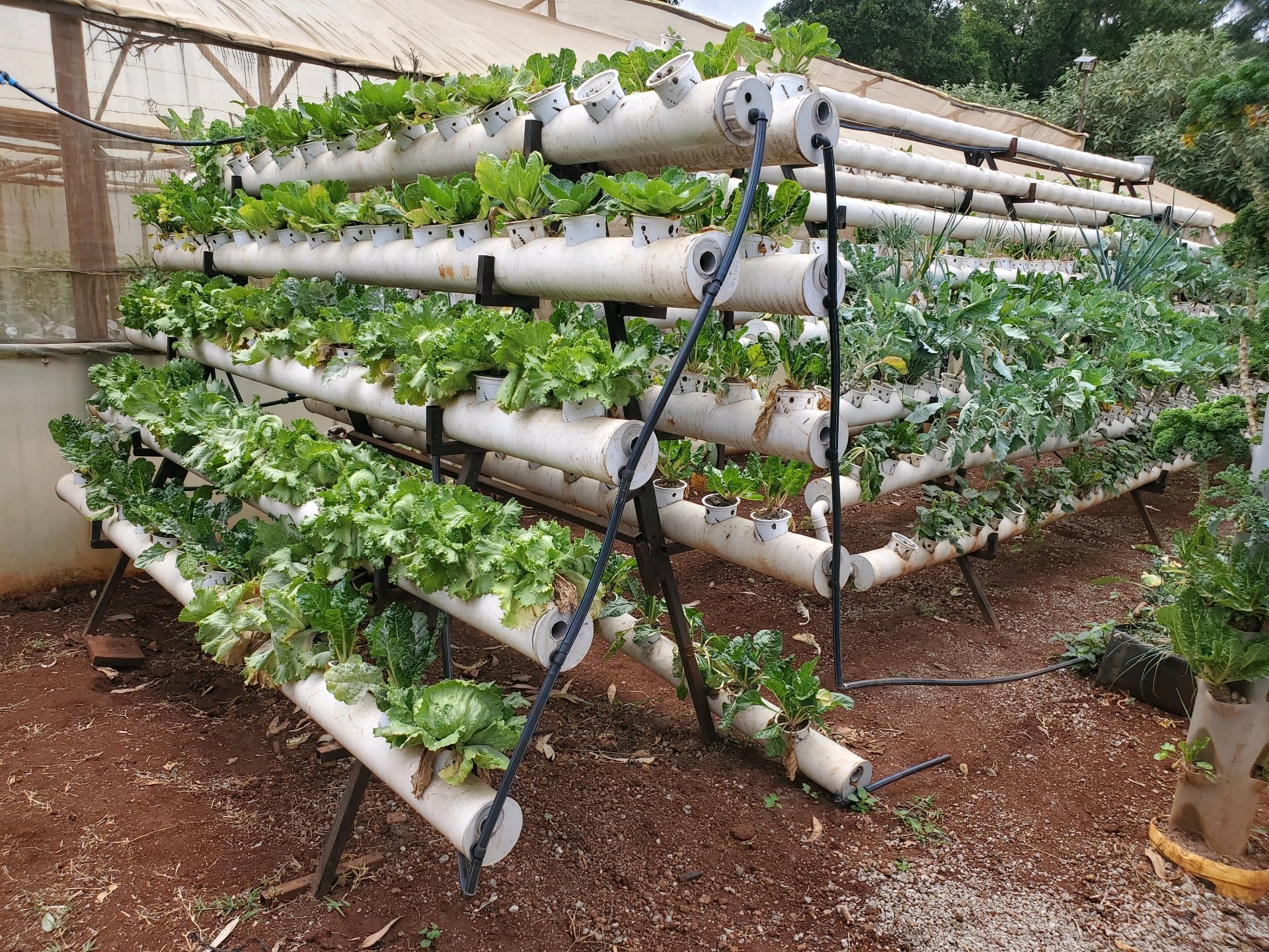 Rows of thriving leafy greens growing in a hydroponic greenhouse system